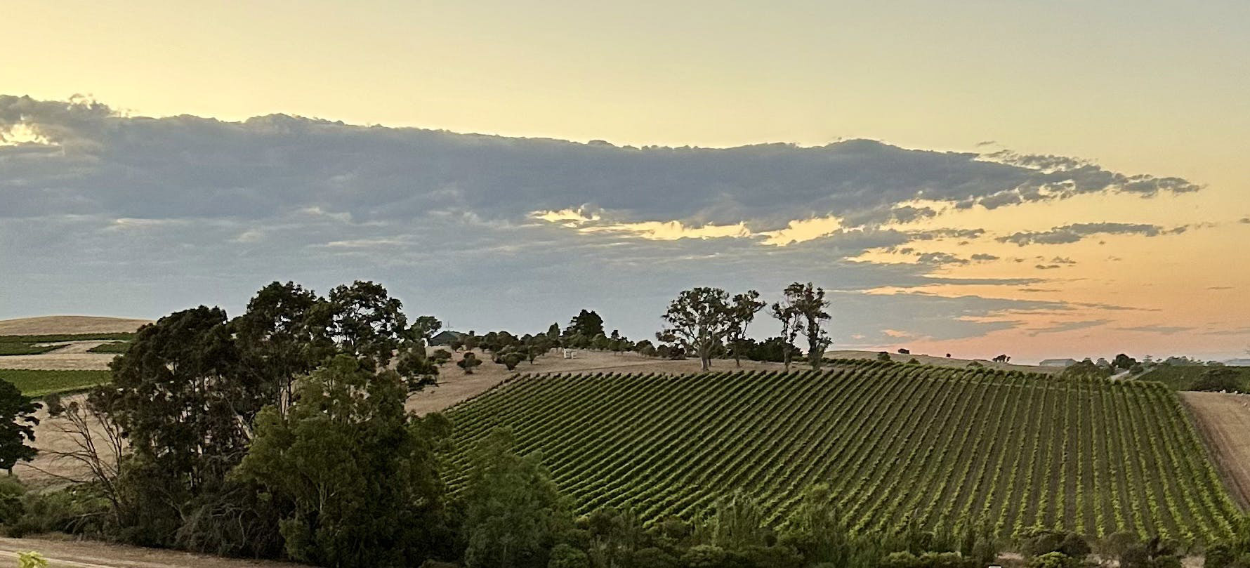 Springvale vineyard